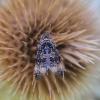 Endothenia sp.